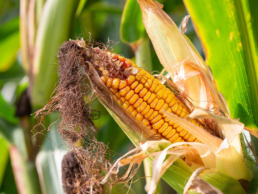 creating biofuel from corn
