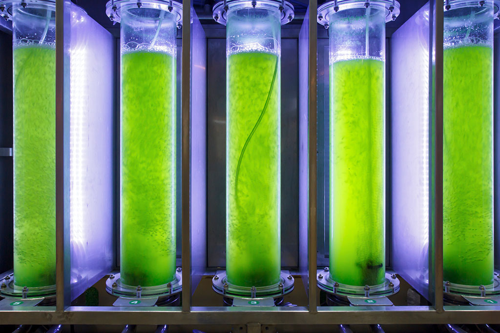 processing algae into fuel